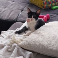 Pixel & poky, adorables chatons à l'adoption #4