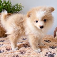 Spitz nain #2