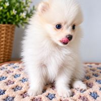 Spitz nain #4
