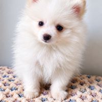 Spitz nain #5