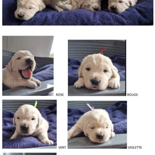 Chiots golden retriever lof #0