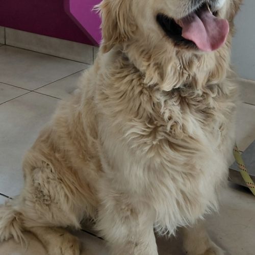 Chiots golden retriever lof #3