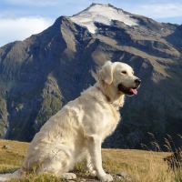Chiots golden retriever lof #1