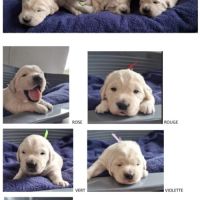 Chiots golden retriever lof