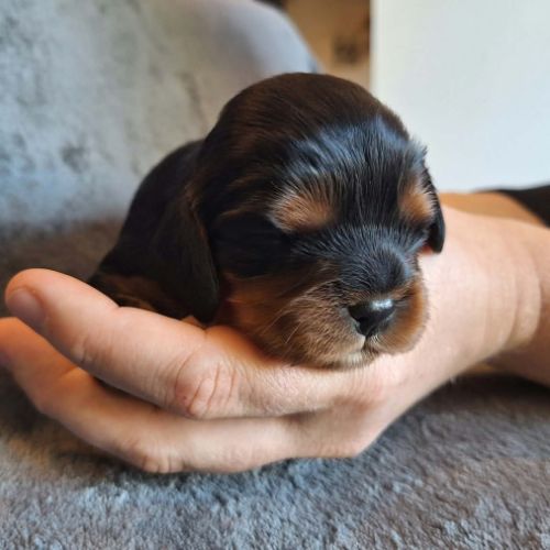Chiots cavalier king charles #1