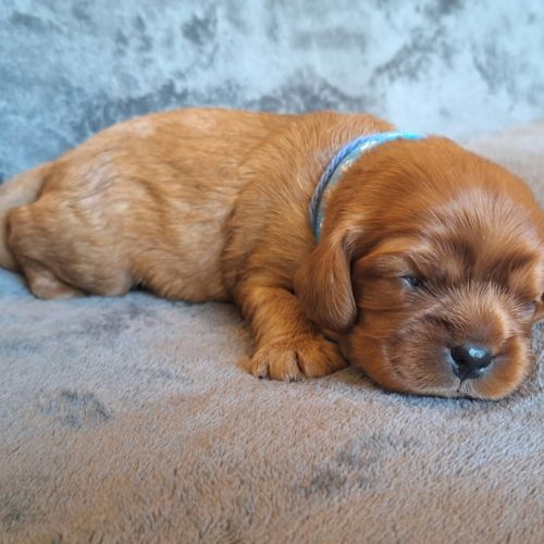 Chiots cavalier king charles #0
