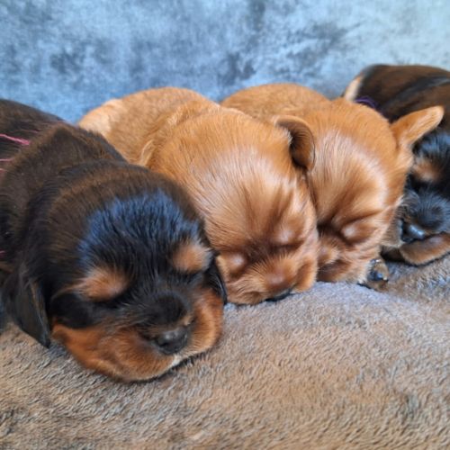 Chiots cavalier king charles #3