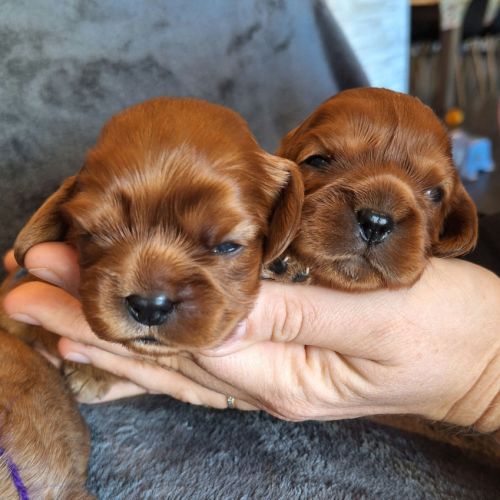 Chiots cavalier king charles #4