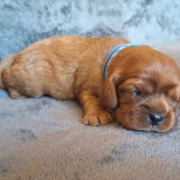 Chiots cavalier king charles