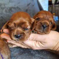Chiots cavalier king charles #4
