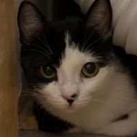 Naya, adorable minette à l'adoption #1