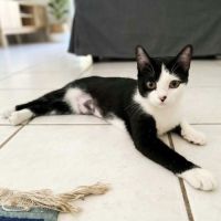 Naya, adorable minette à l'adoption #2