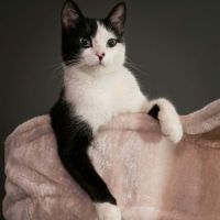 Naya, adorable minette à l'adoption