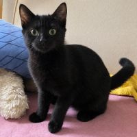 À l’adoption – loki #1