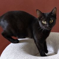 À l’adoption – loki #2