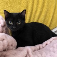 À l’adoption – loki
