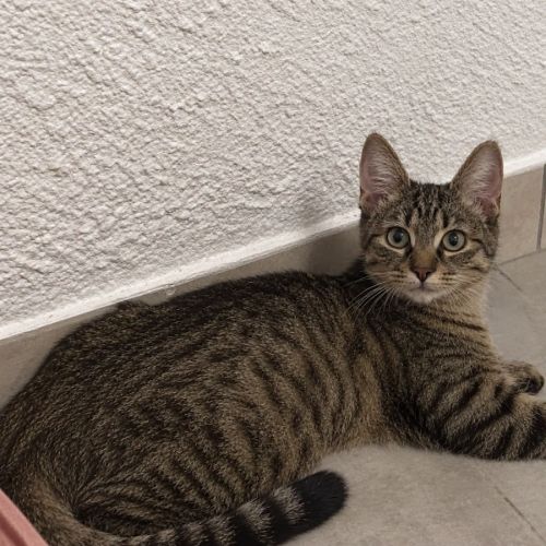 Miso recherche sa famille pour la vie ! #1