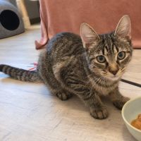 Miso recherche sa famille pour la vie !