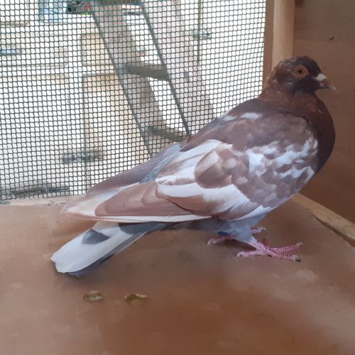 Jeunes pigeons de l'année prêts a reproduire