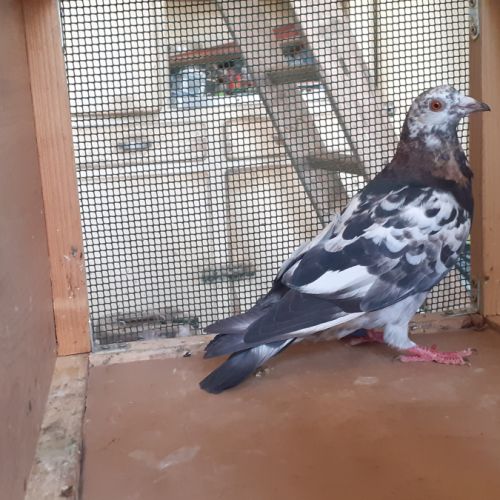 Jeunes pigeons de l'année prêts a reproduire #2