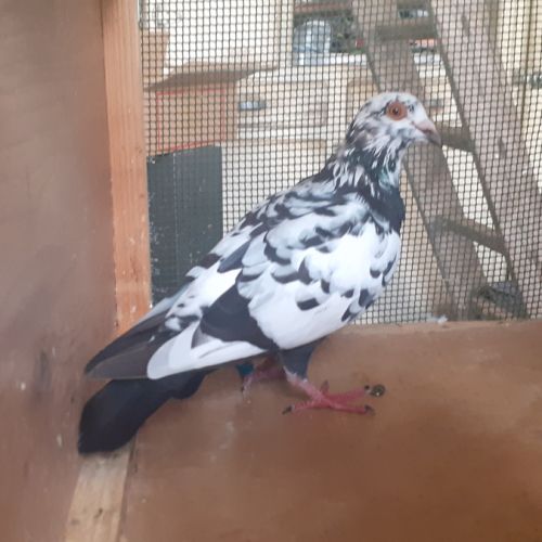 Jeunes pigeons de l'année prêts a reproduire #3