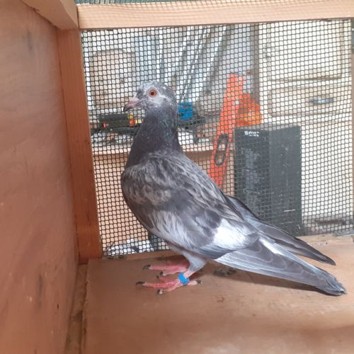 Jeunes pigeons de l'année prêts a reproduire #4