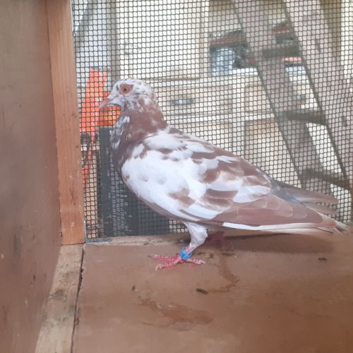 Jeunes pigeons de l'année prêts a reproduire #7