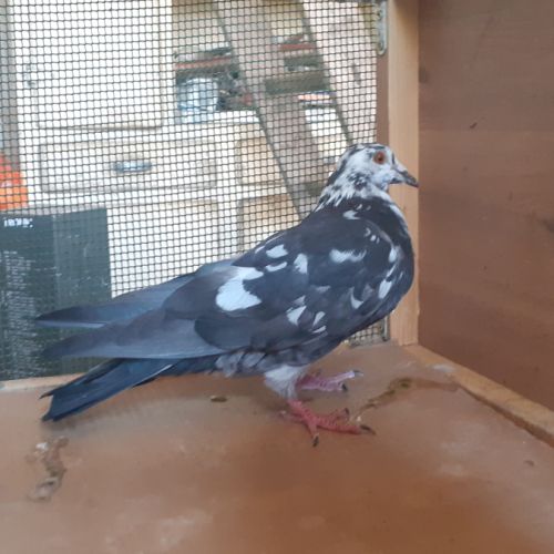 Jeunes pigeons de l'année prêts a reproduire #8