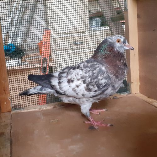 Jeunes pigeons de l'année prêts a reproduire #9