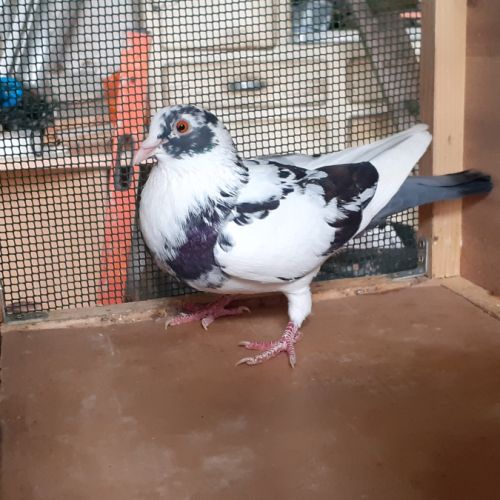 Jeunes pigeons de l'année prêts a reproduire #10