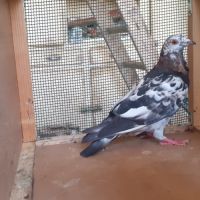 Jeunes pigeons de l'année prêts a reproduire #2