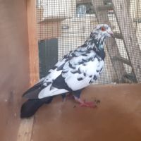 Jeunes pigeons de l'année prêts a reproduire #3