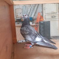 Jeunes pigeons de l'année prêts a reproduire #4
