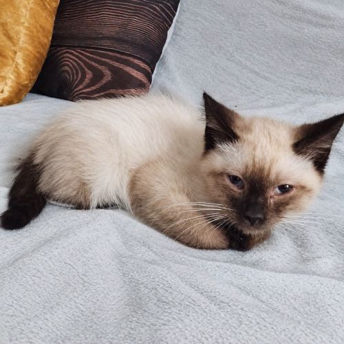 Coco cherche sa famille pour la vie !