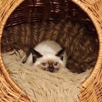Coco cherche sa famille pour la vie ! #1