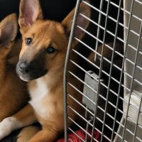 Baïla recherche sa famille pour la vie !