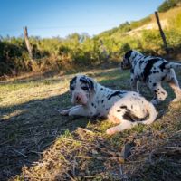Dogue allemand arlequin