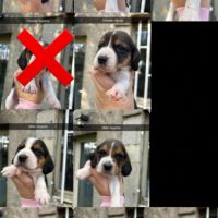 Chiot beagle lof