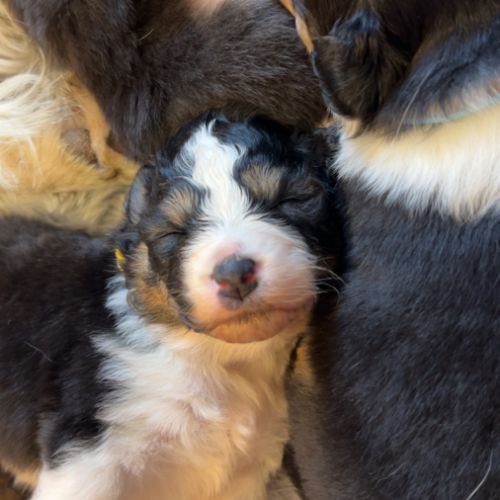 Chiot berger australien lof #1