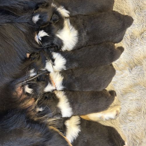 Chiot berger australien lof #3