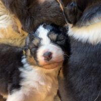 Chiot berger australien lof #1