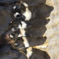 Chiot berger australien lof #3
