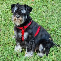Schnautzer nain pour saillie #1