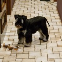 Schnautzer nain pour saillie