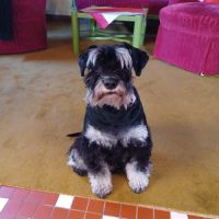 Schnautzer nain pour saillie #3