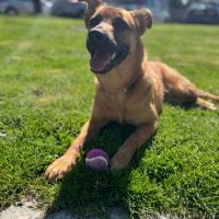 Chien cherche maître