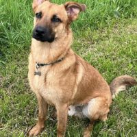 Chien cherche maître #4