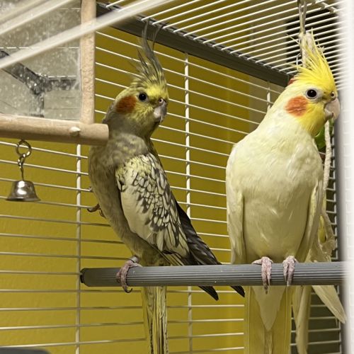 3 calopsittes recherchent une nouvelle famille #0