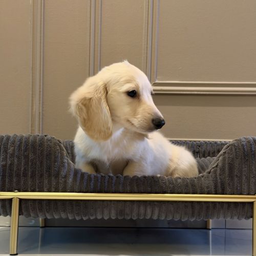 Chiot teckel crème poil long #2