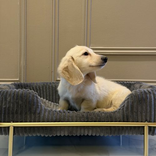 Chiot teckel crème poil long #3